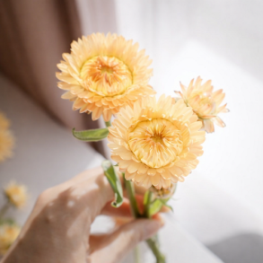 Evighedsblomst 'King Size Salmon'