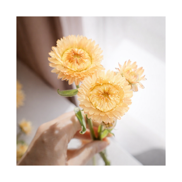 Evighedsblomst 'King Size Salmon'