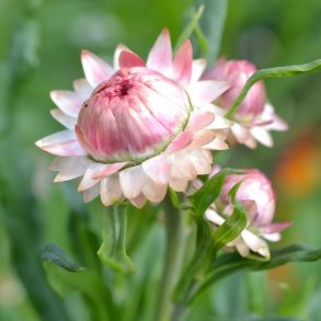 Evighedsblomst 'Silvery Rose' - XL