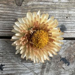 Evighedsblomst 'King Size Salmon'