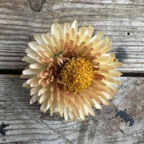 Evighedsblomst 'King Size Salmon'