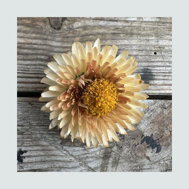 Evighedsblomst 'King Size Salmon'