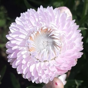 Evighedsblomst 'King Size Silvery Rose'