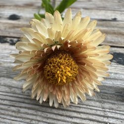 Evighedsblomst 'King Size Salmon'