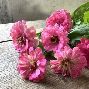 Zinnia 'Exquisite' -XL