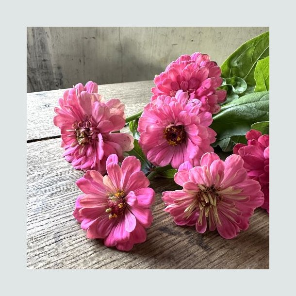 Zinnia 'Exquisite' -XL