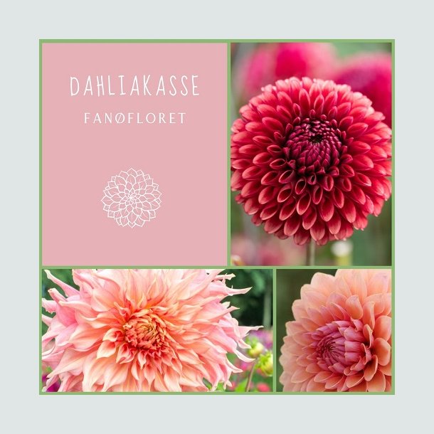 Dahliakasse FanFloret