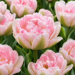 Tulipan 'Finola'