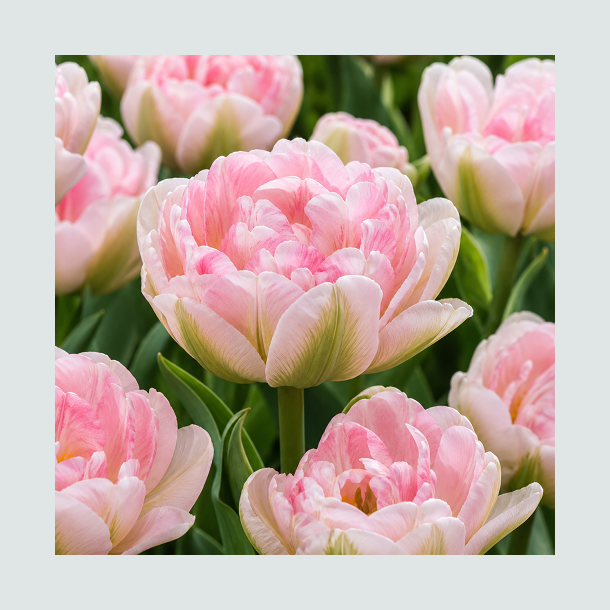 Tulipan 'Finola'