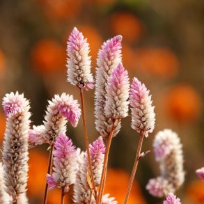 Celosia 'Flamingo Pink' - XL