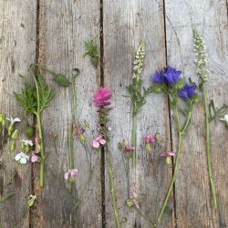 Flowermix Lav - kologisk