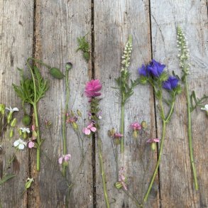 Flowermix Lav - kologisk