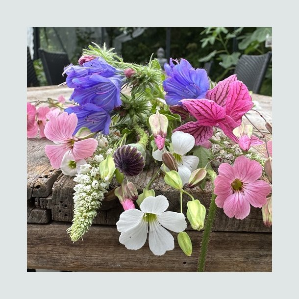 Flowermix Lav - �kologisk