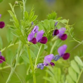 Fodervikke  - kologisk