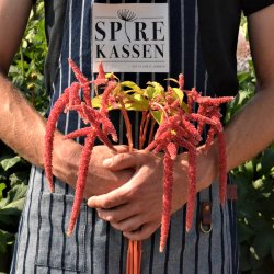 Amarant 'Coral Fountain'