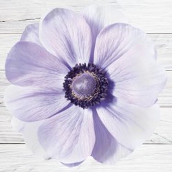 Fransk Anemone Mistral Plus� 'Azzurro' 