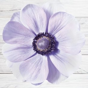 Fransk Anemone Mistral Plus 'Azzurro' 