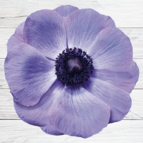 Fransk Anemone Mistral Plus 'Blu' 