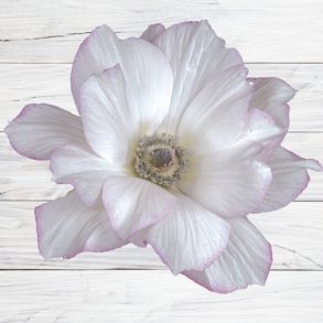 Fransk Anemone Mistral Plus 'Edge Bianco'  