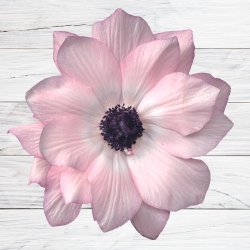 Fransk Anemone Mistral Plus� 'Edge Rosa'  