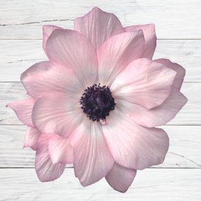 Fransk Anemone Mistral Plus 'Edge Rosa'  