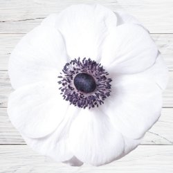 Fransk Anemone Mistral Plus� 'Panda'   