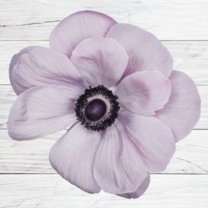 Fransk Anemone Mistral Plus 'Rarity'