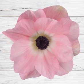 Fransk Anemone Mistral 'Rosa Chiaro'