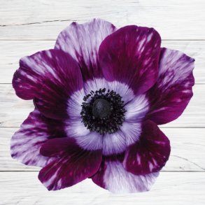 Fransk Anemone Mistral 'Tigre Wine'
