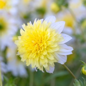 Dahlia 'Freya's Paso Doble '