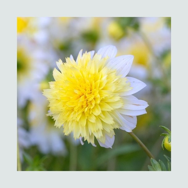 Dahlia 'Freya's Paso Doble '