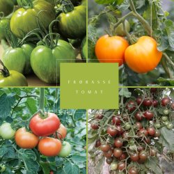 Fr�kasse �ko Tomat