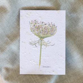 Frkort Vild Gulerod - Hjemmehrende 