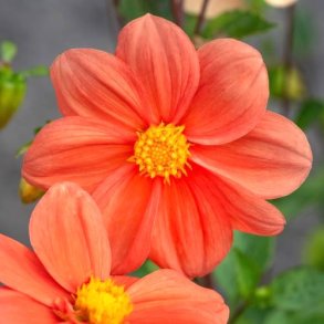 Dahlia 'G.F Hemerick ' - Bivenlig