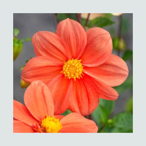 Dahlia 'G.F Hemerick ' - Bivenlig