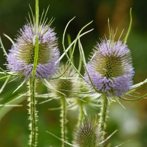 Grdekartebolle - kologisk