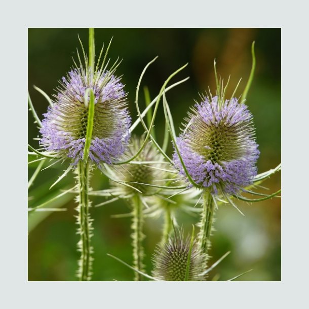 G�rdekartebolle - �kologisk