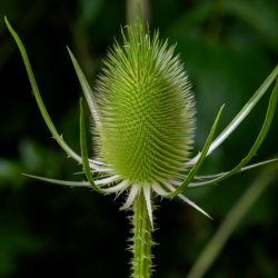 G�rdekartebolle - �kologisk