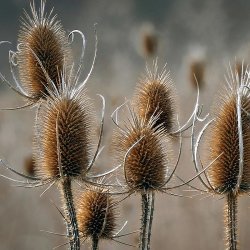 G�rdekartebolle - �kologisk