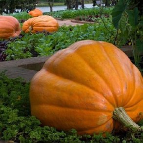 Kmpe grskar 'Atlantic Giant' - kologisk