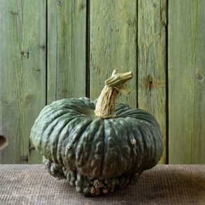 Vintergrskar 'Marina Di Chioggia' - kologisk