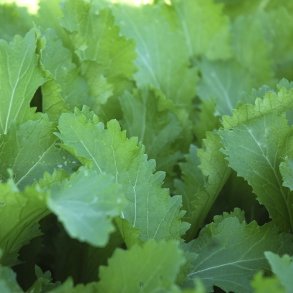 Bladkl 'Green In Snow'  - kologisk