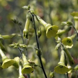 Gr�n tobak - �kologisk