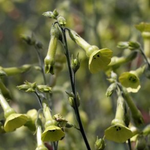 Gr�n tobak - �kologisk