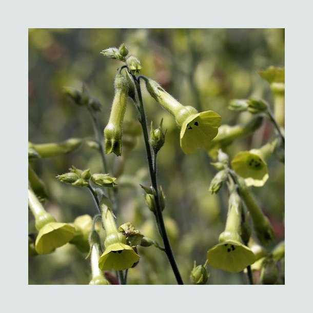 Gr�n tobak - �kologisk