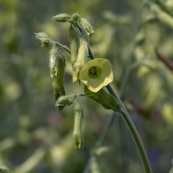 Gr�n tobak - �kologisk