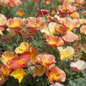 Californisk Guldvalmue Thai Silk 'Apricot Chiffon'