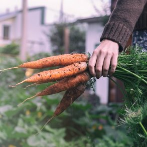 Gulerod  'Amsterdam 2'- kologisk