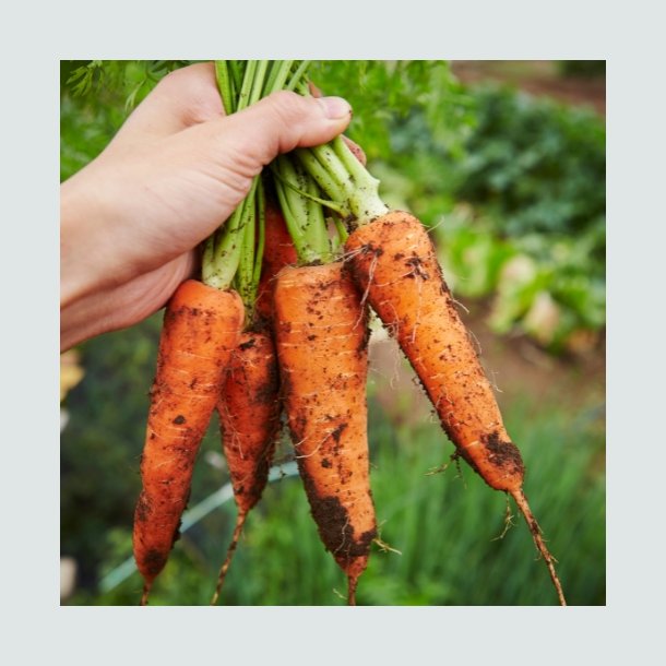 Gulerod 'Nantes 2'  - �kologisk