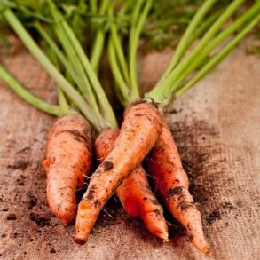 Gulerod 'Nantes 2'  - kologisk